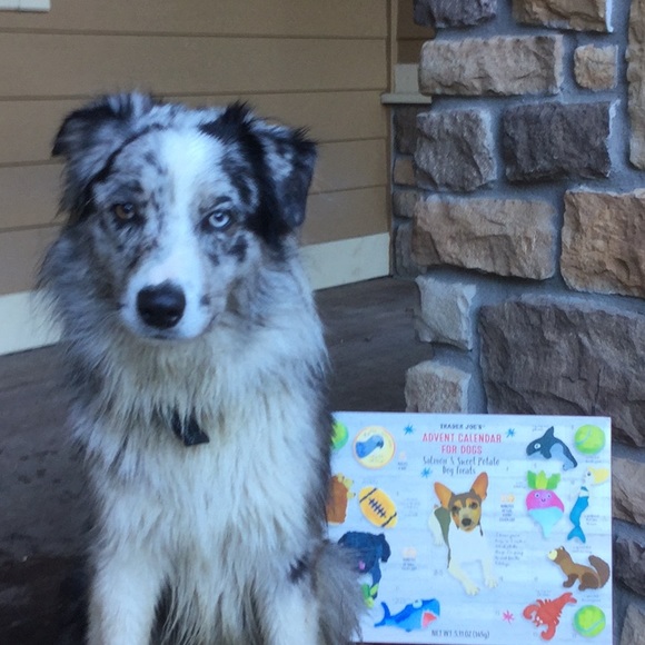 trader joes Other - Trader Joe’s dog advent calendar Christmas puppy